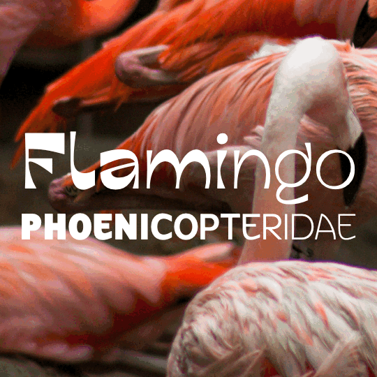 Variable font animation of the display and text roman styles on top of an images of flamingos.