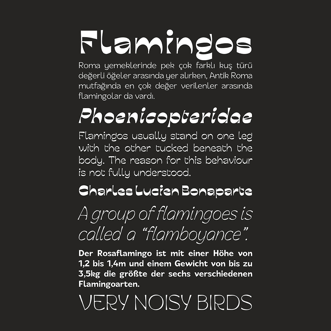 Text mockup about flamingos of display and text styles.